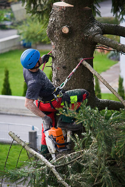 Cambridge, WI  Tree Services Company